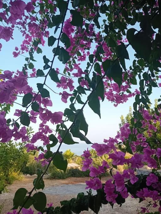 Sofia'S Summer House โคโรนิ ภายนอก รูปภาพ